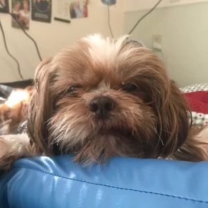 Meet your Posher, Connor